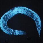 l’alga-che-cercava-la-luce:-il-nobel-per-l’optogenetica-e-la-lezione-dell’evoluzione