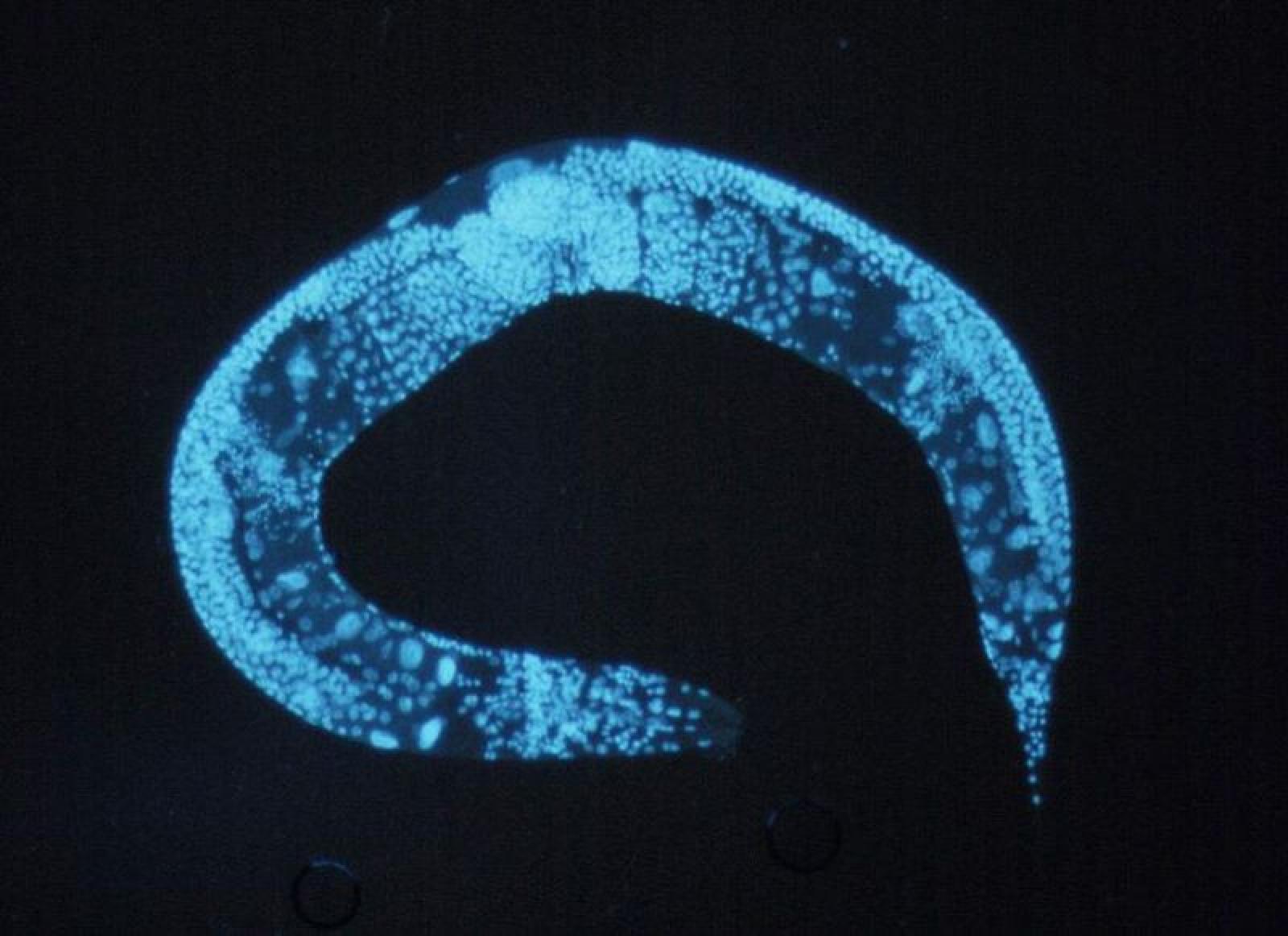 l’alga-che-cercava-la-luce:-il-nobel-per-l’optogenetica-e-la-lezione-dell’evoluzione