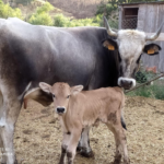 il-modello-podolico:-biodiversita-e-allevamento-sostenibile