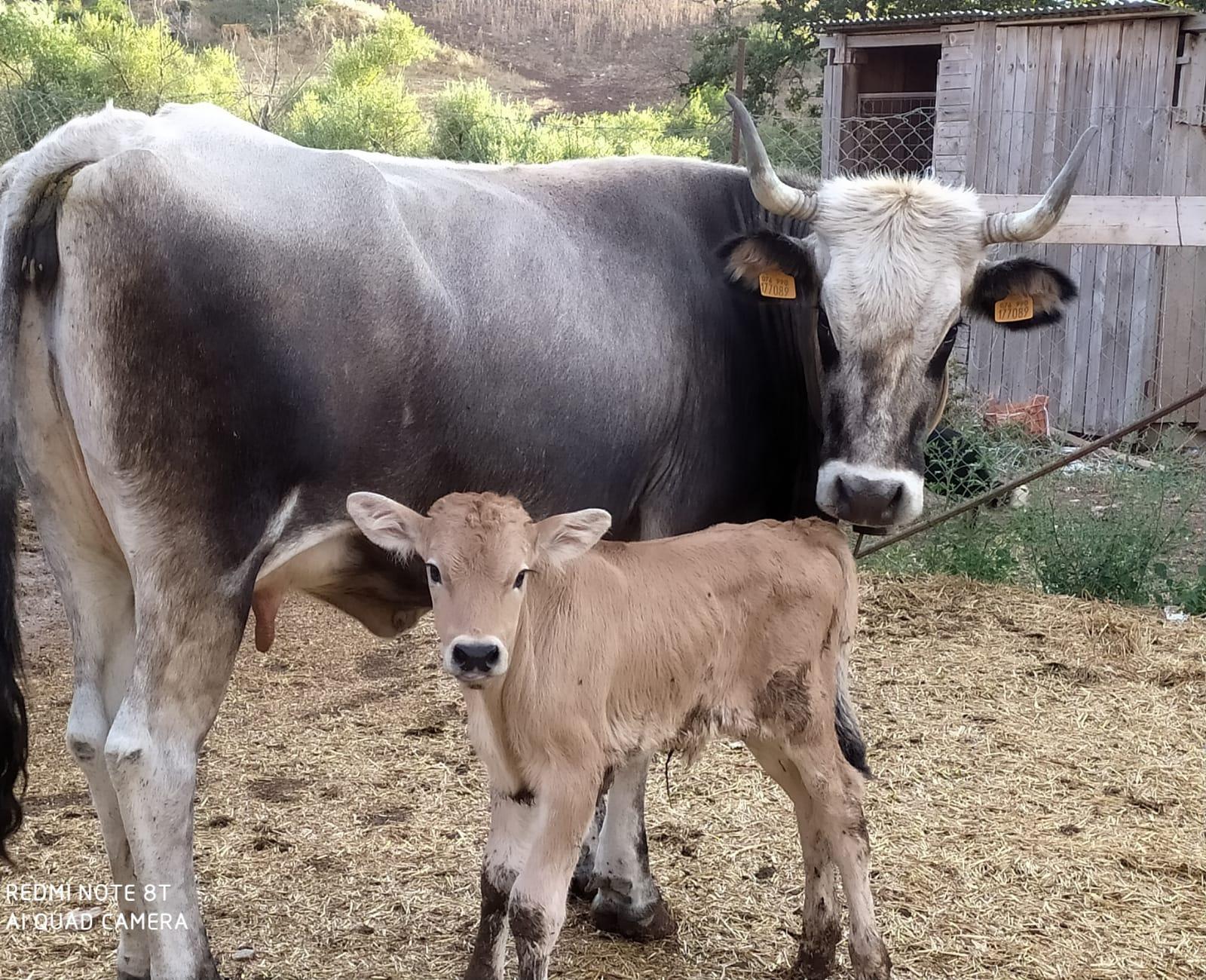 il-modello-podolico:-biodiversita-e-allevamento-sostenibile